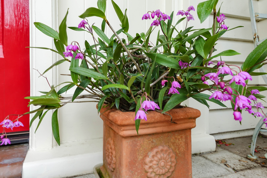 Australian rock orchid on our doorstep at Dyers House