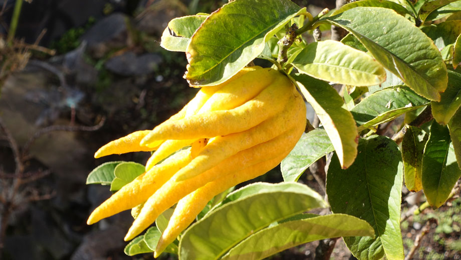 Buddha's Fingers is a member of the citrus family, closely related to the lemon tree.