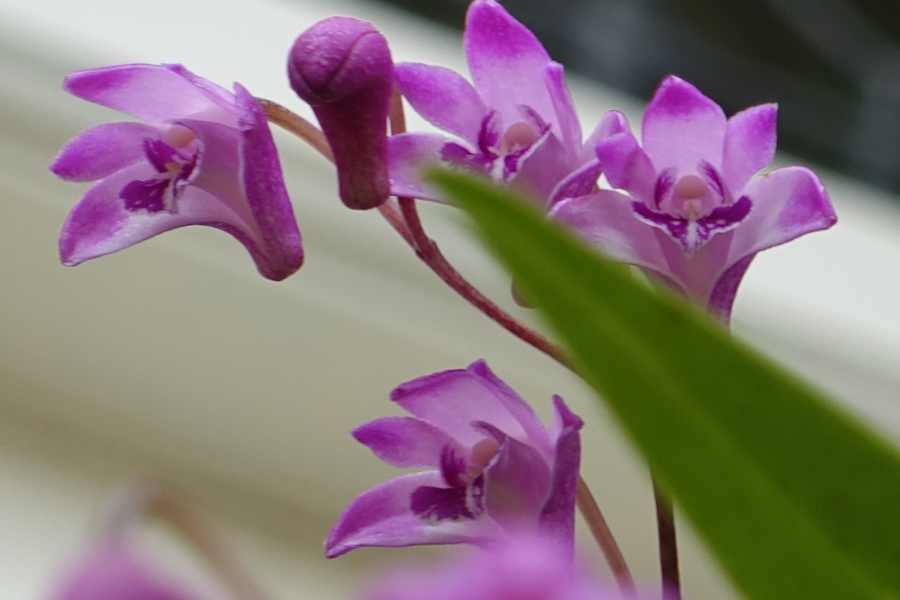 Dendrobium kingianum is native to Eastern Australia, named after an early explorer of Australia, Admiral Phillip Parker King.