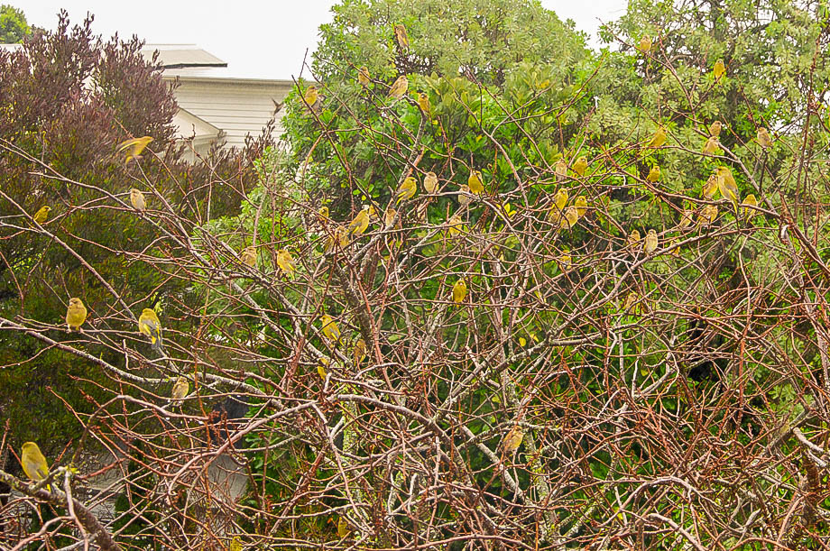 Greenfinches in the Cherry tree at Dyers House early in Spring