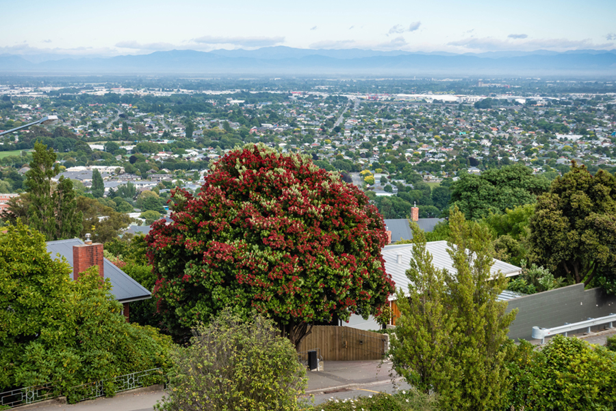 The Pohutukawa New Zealand's Christmas tree