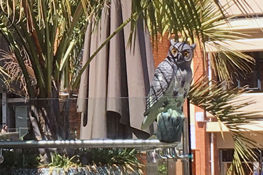 The wise owl outside the Christchurch Art Gallery