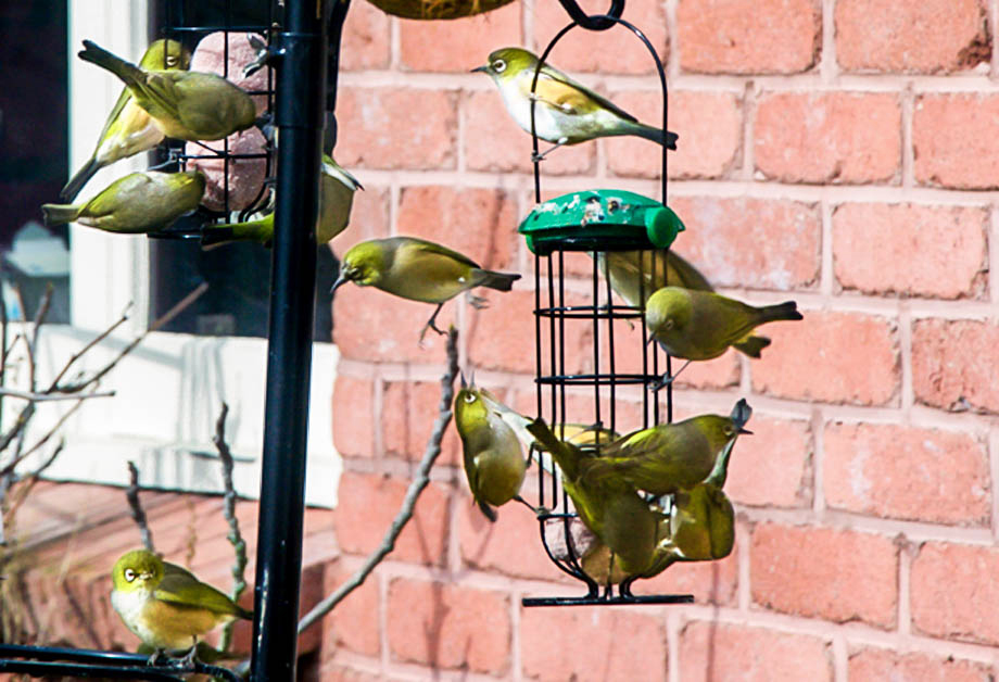 Silvereye birds also known as Wax-eye birds