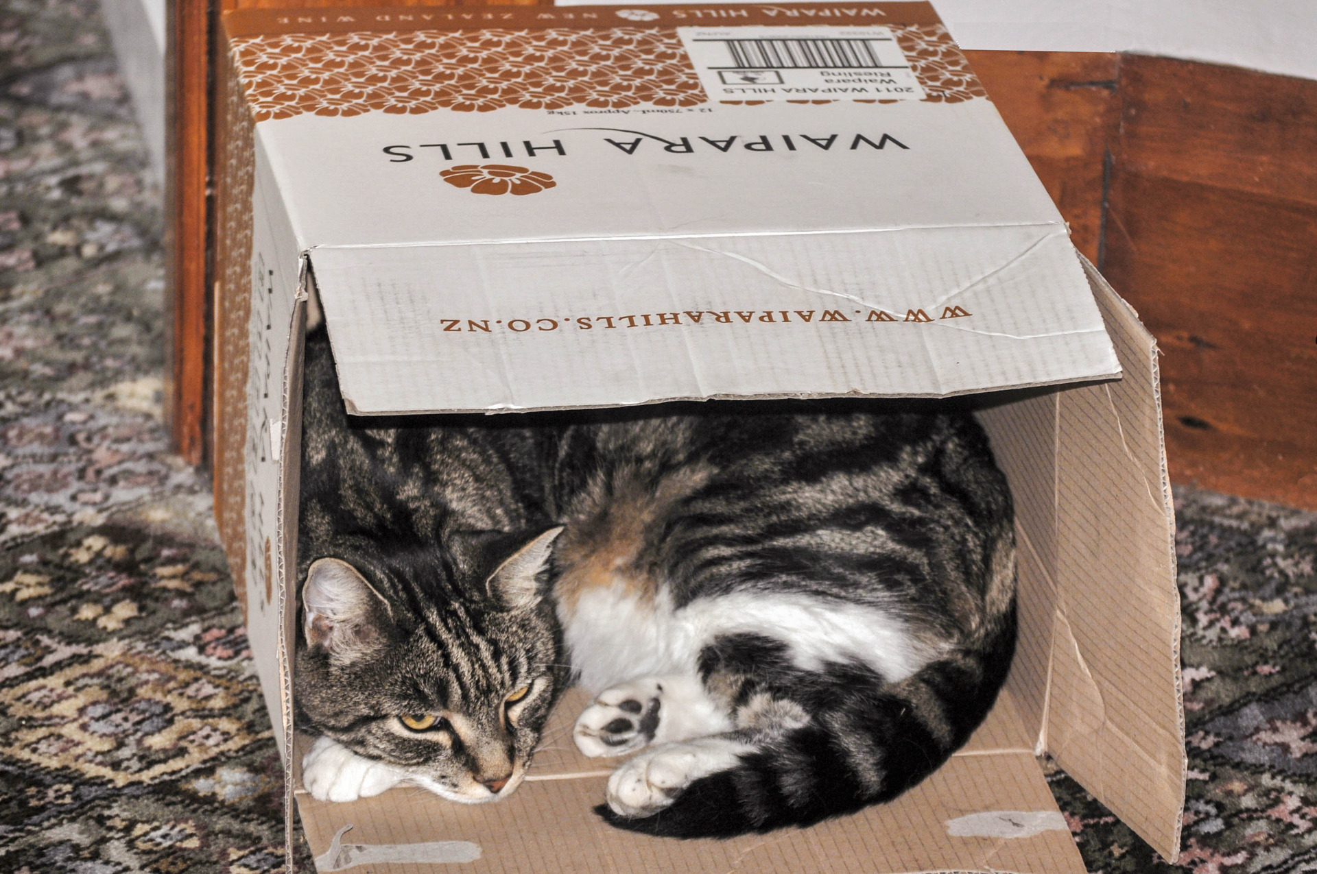 Joe our 18 yer old cat who likes to live in boxes